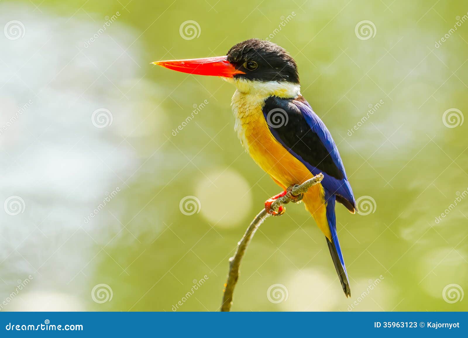 Beautiful Black-capped Kingfisher Stock Image - Image of blue, bill ...