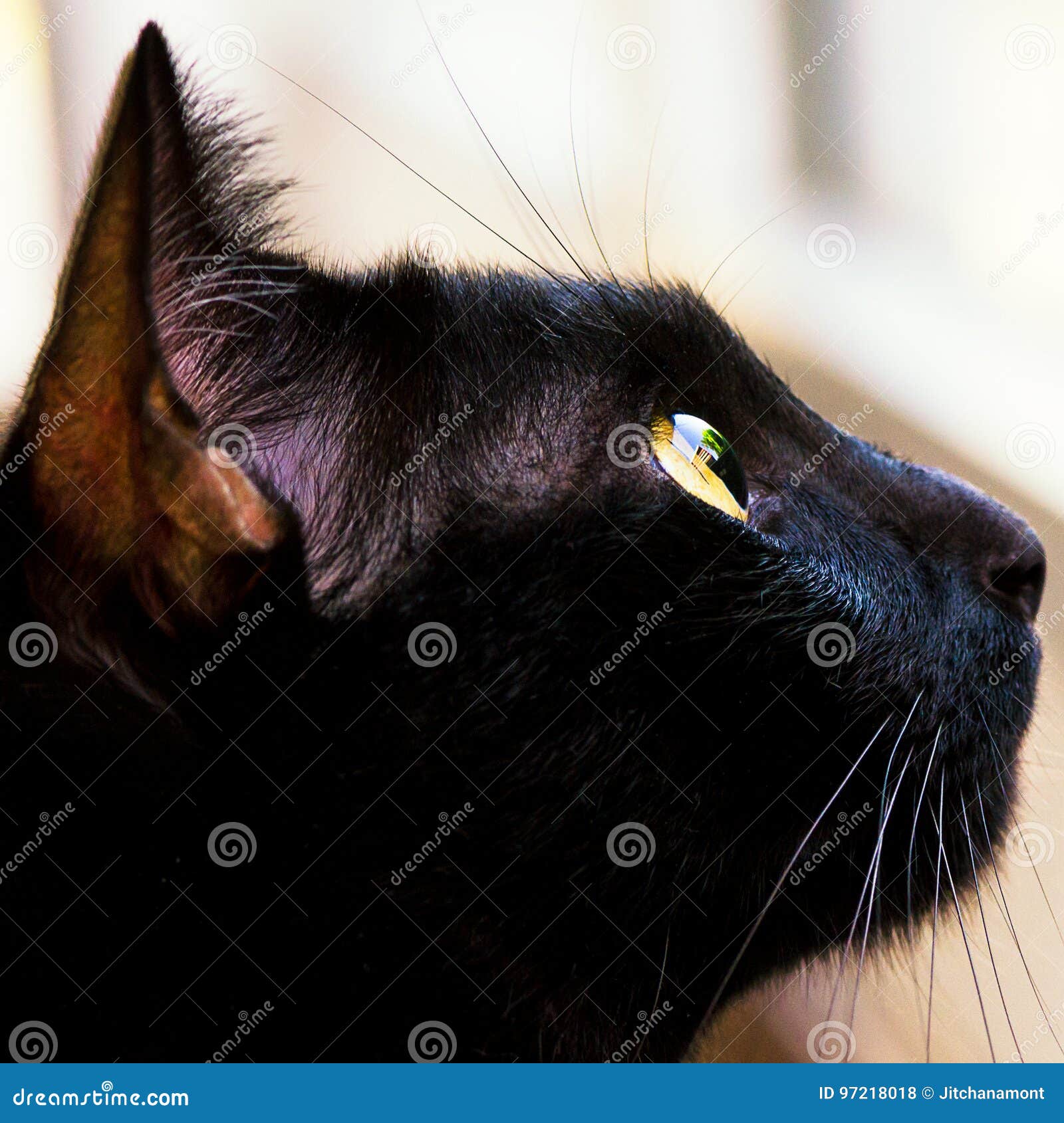 Beautiful Black Cat, Eye Closed Up Stock Photo Image of sweet, lovely