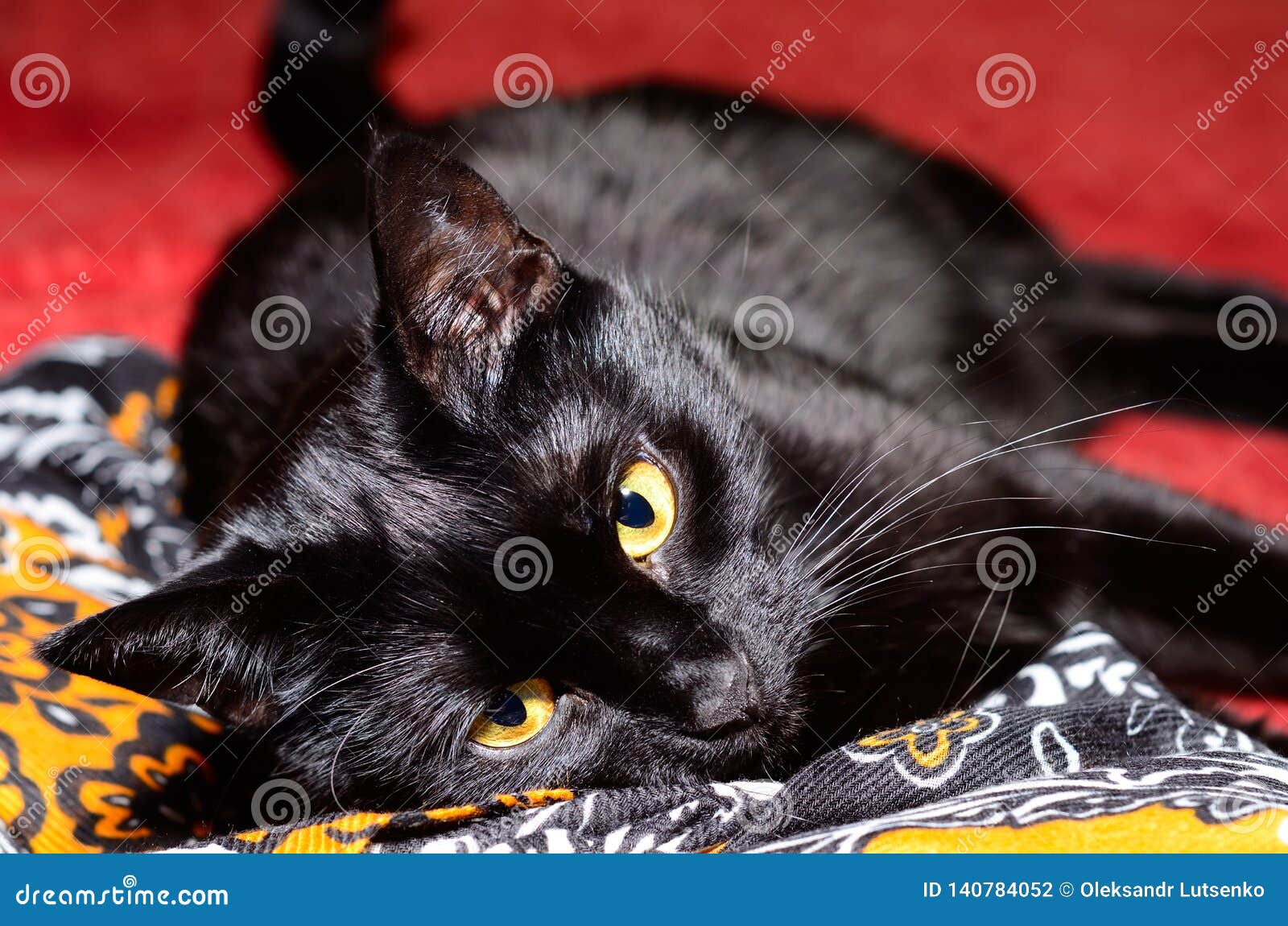 Beautiful black cat plays stock photo. Image of kitty 140784052