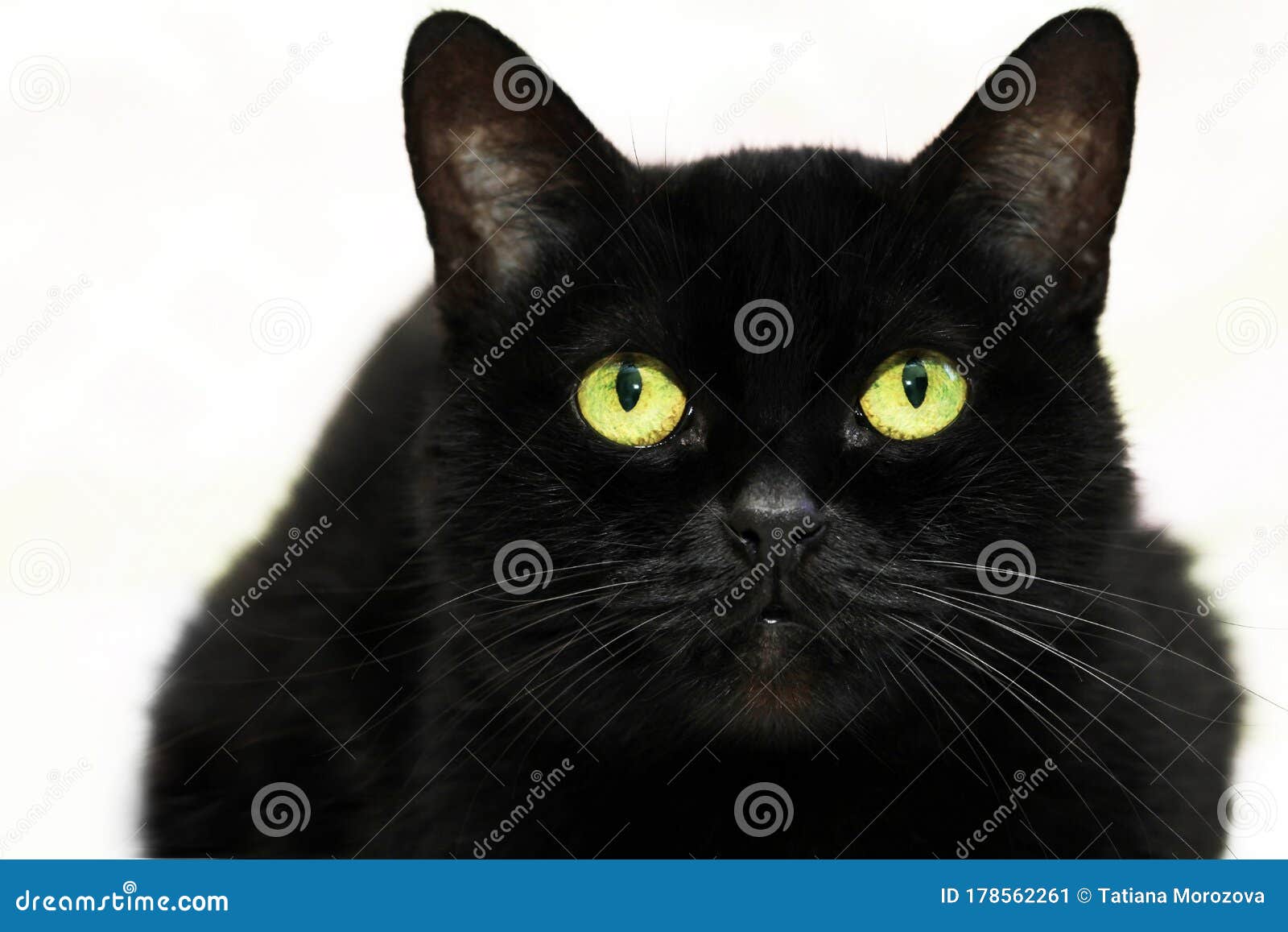 Beautiful Black Cat on White Background Stock Image Image of mixedbreed, front 178562261