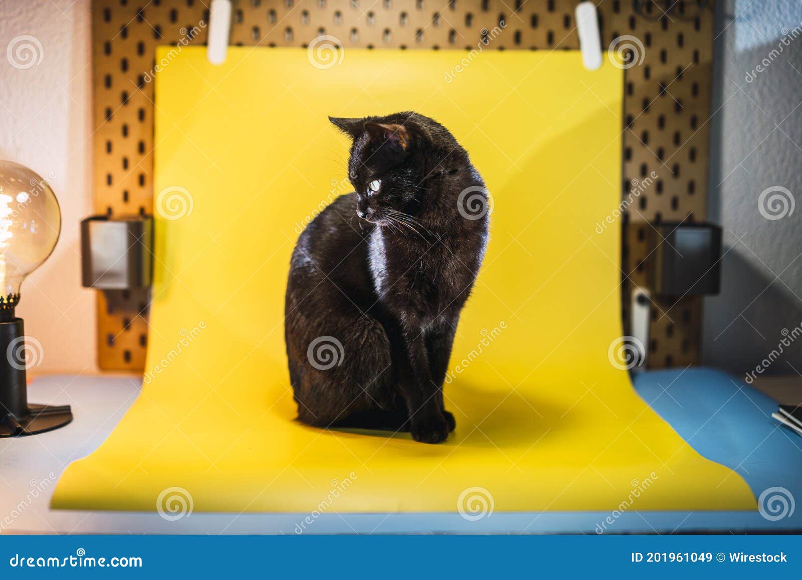 Beautiful Black Cat on a Yellow Background Under the Lights Stock Image