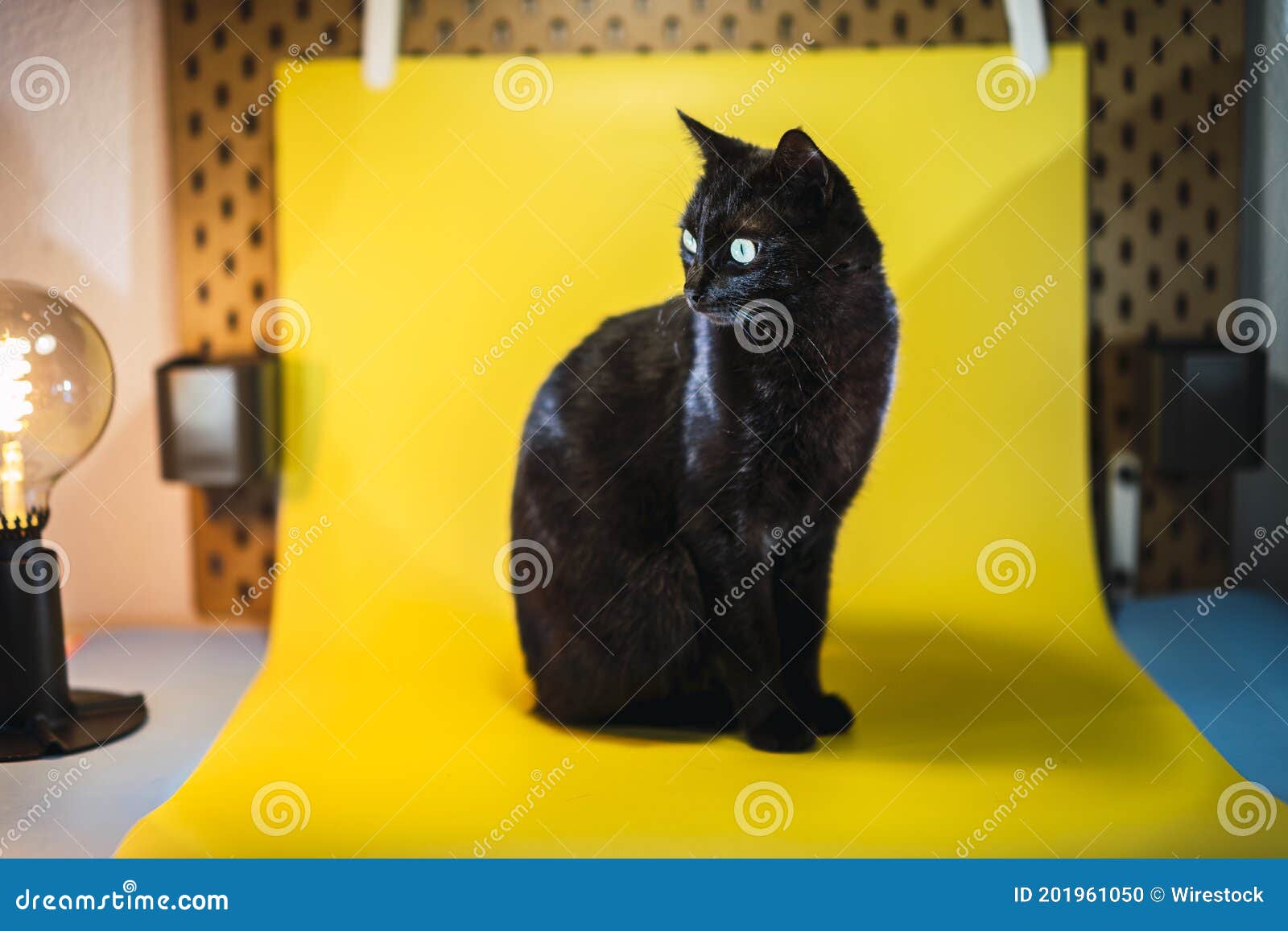 Beautiful Black Cat on a Yellow Background Under the Lights Stock Photo