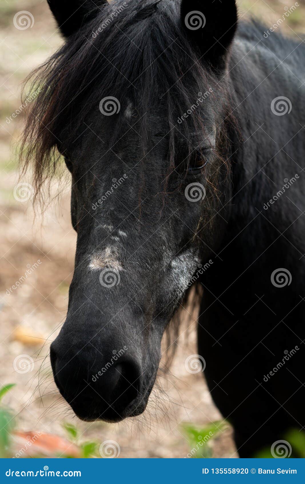 Black horse on the farm stock photo. Image of breed 135558920