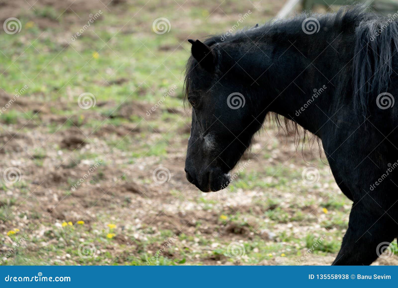 Black horse on the farm stock photo. Image of animal 135558938