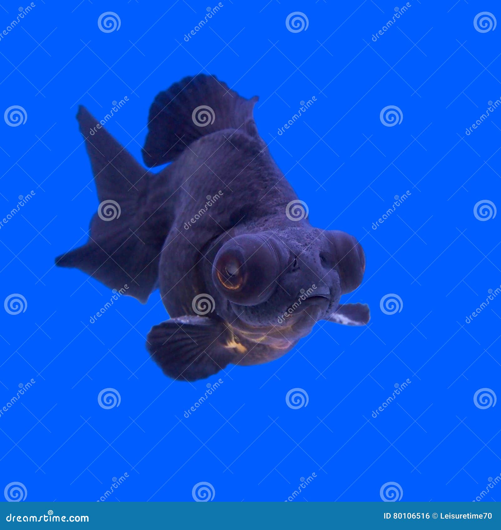 My Image 13