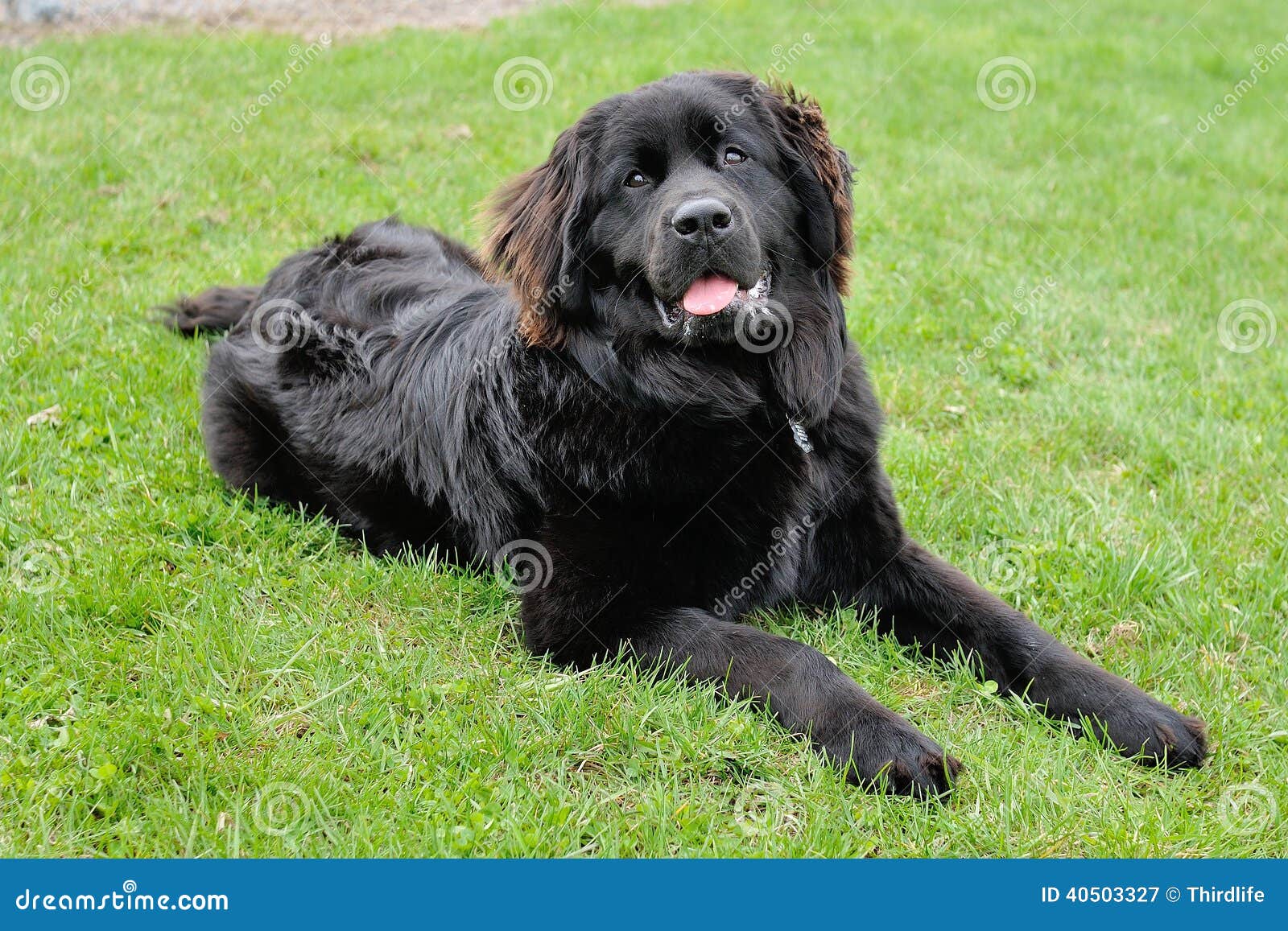 Beautiful Black Newfoundland Laying In The Grass Stock ...