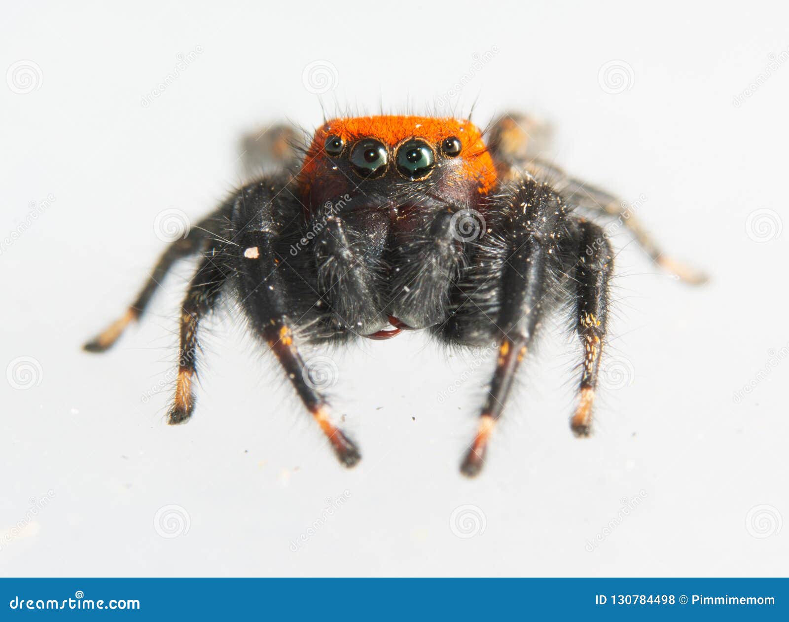 Beautiful Black And Orange Cardinal Jumping Spider Stock Photo Image