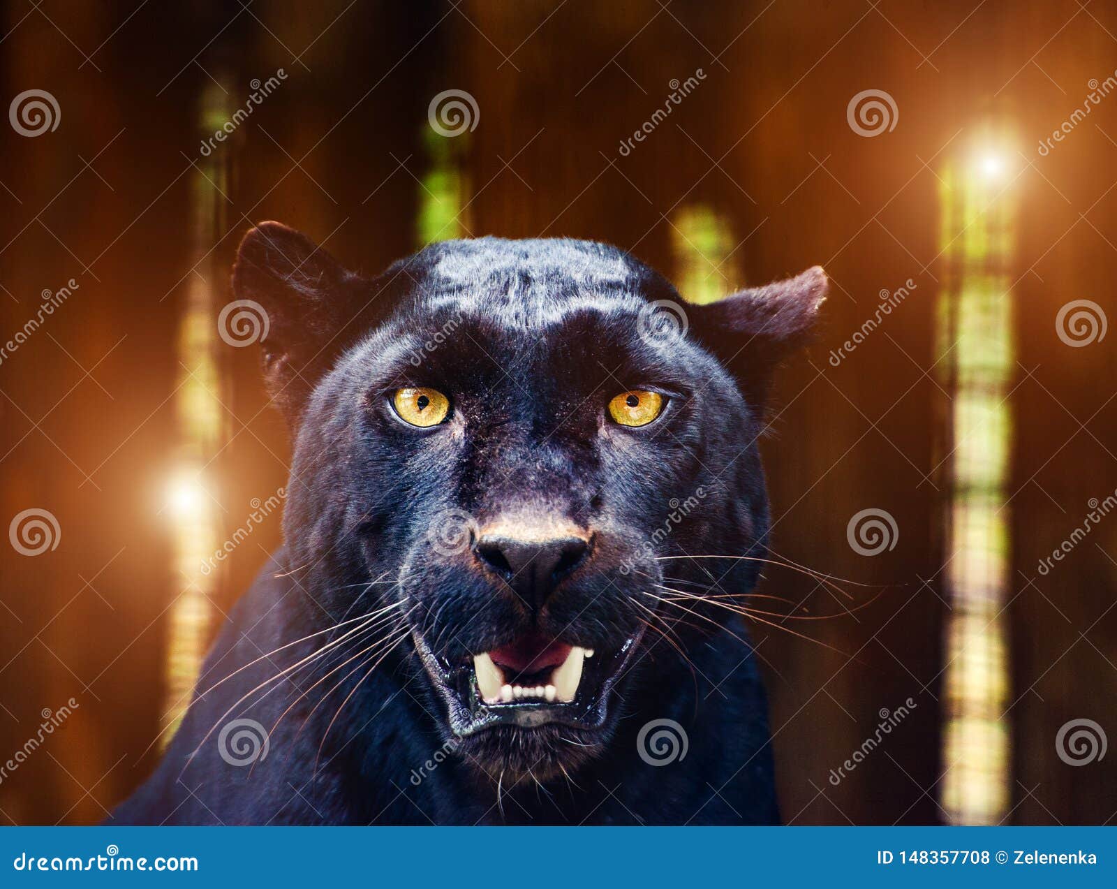 2,562 Angry Black Panther Stock Photos - Free & Royalty-Free Stock Photos  from Dreamstime