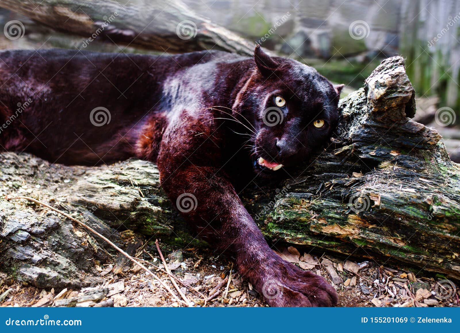 Beautiful Black Panther. Big Cat Stock Image - Image of panthera, leopard: 155201069 Beautiful Black Panther. Big Cat Stock Image - Image of panthera, leopard: 155201069