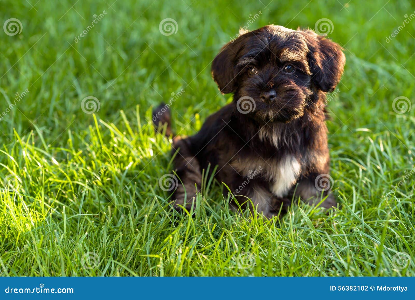 Beautiful Black and Tan Havanese Puppy Sitting in the Grass Stock Photo ...