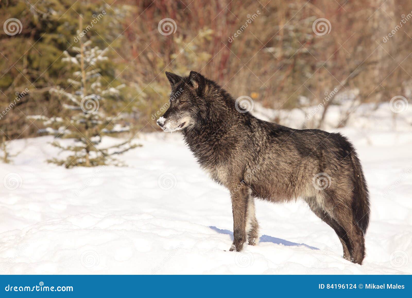 Beautiful Black Timber Wolf Stock Photo Image of dangerous, cautious