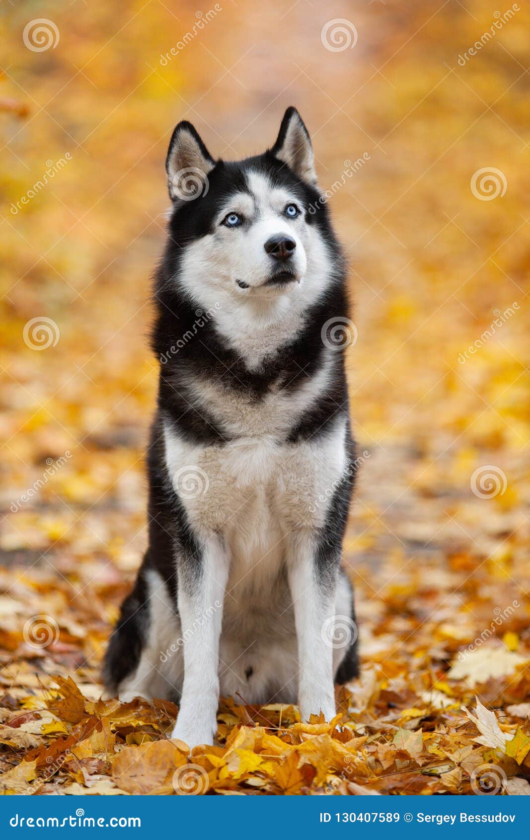 husky black blue eyes