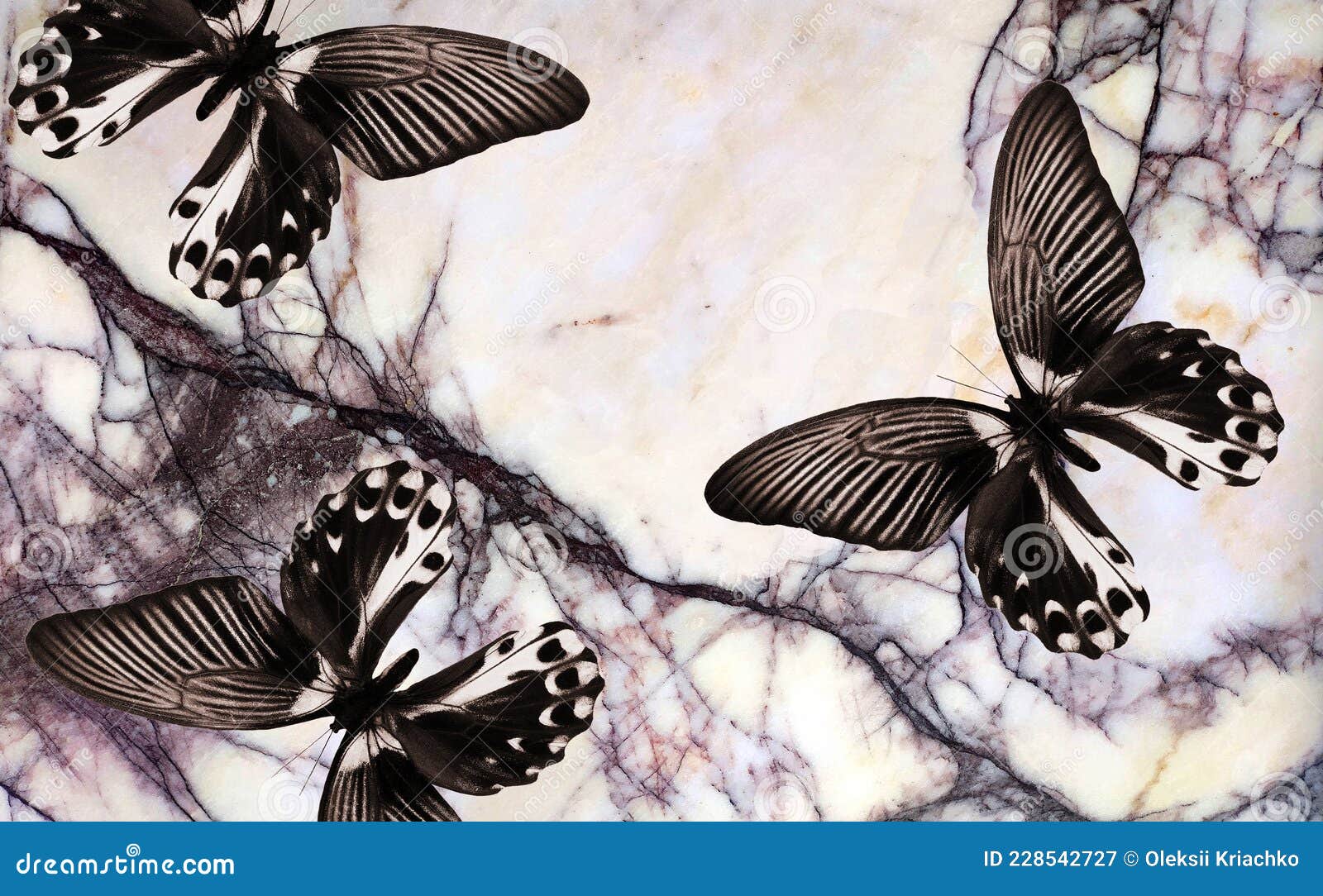 Black And White Butterfly Wallpapers  Wallpaper Cave