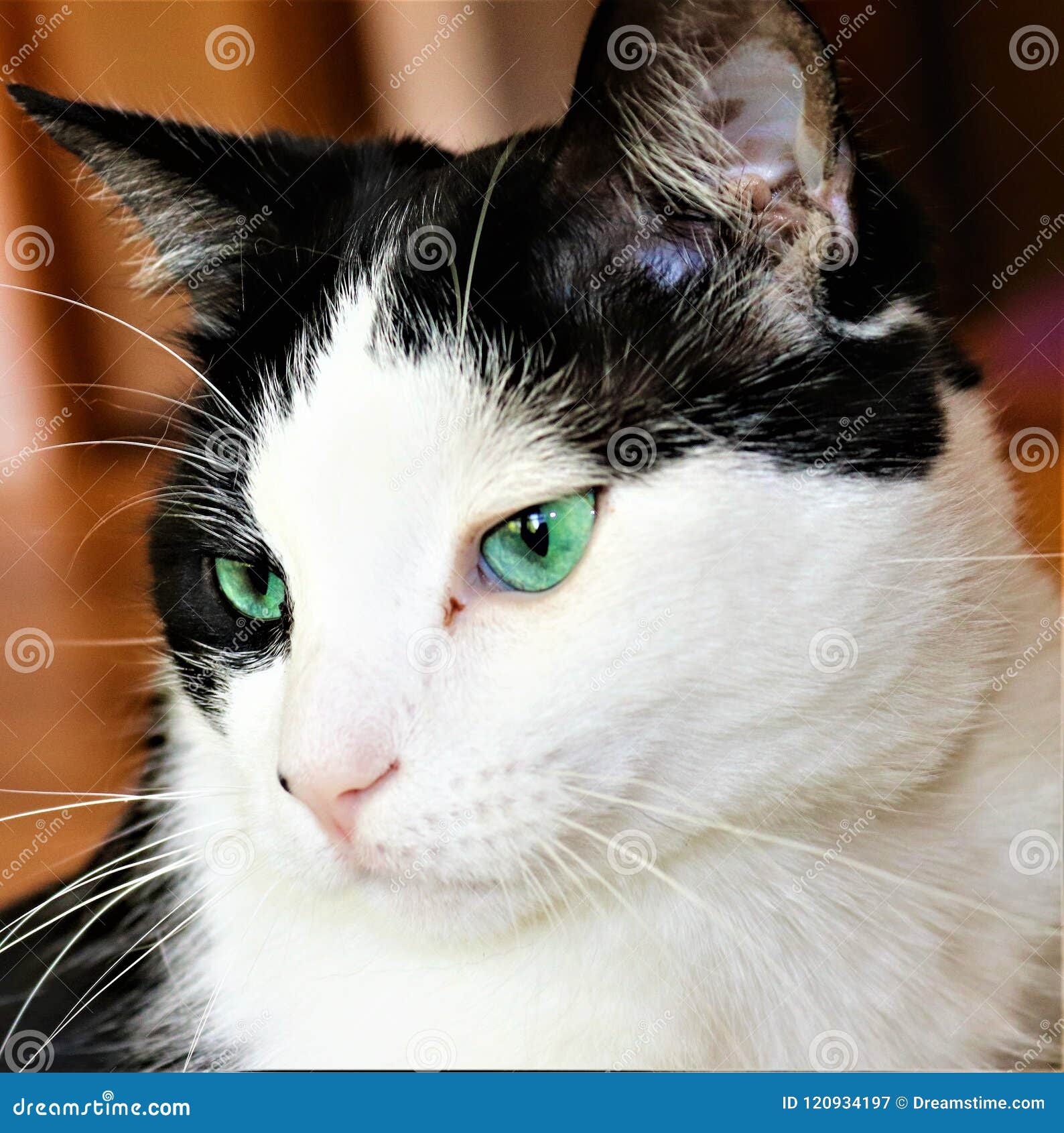 Beautiful Black And White Cat With Aqua Green Eyes Stock Image Image Of Arrived Beautiful 120934197