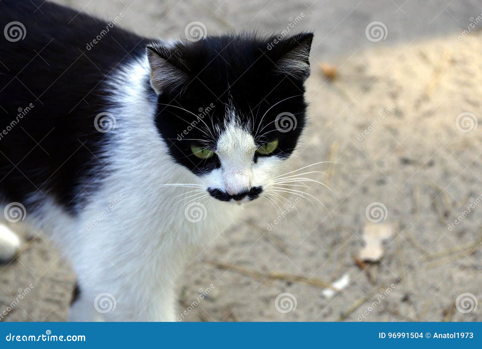 black and white spotted cat with green eyes