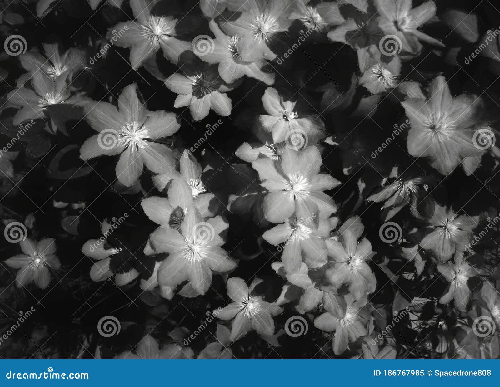 Beautiful Black & White Garden Flowers Illustration Stock Image - Image ...