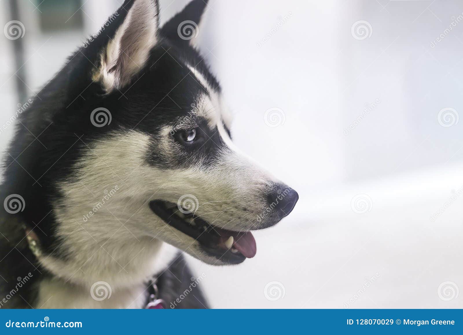 Beautiful Black and White Husky with Blue Eyes Looking Right Stock
