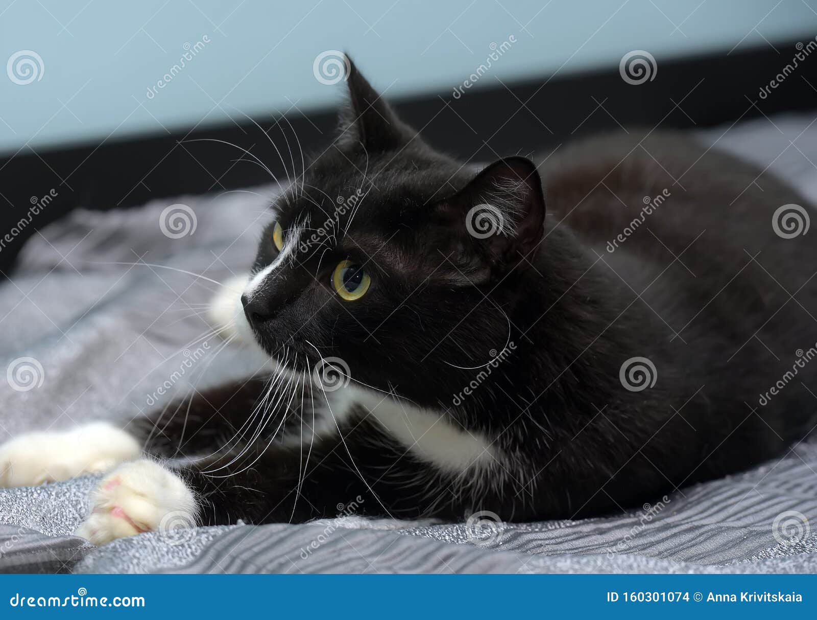 black and white shorthair cat lies