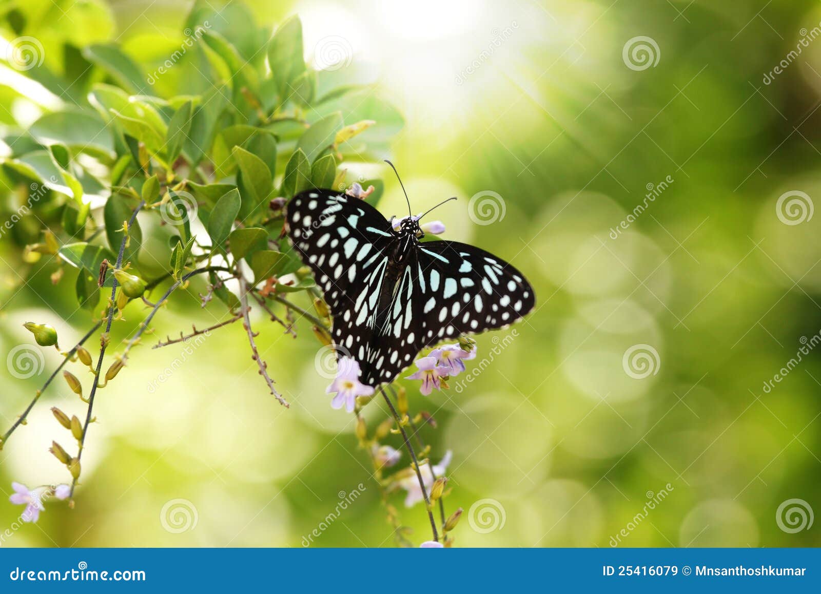 Beautiful Black & White Spotted Papilio Butterfly Stock Image Image