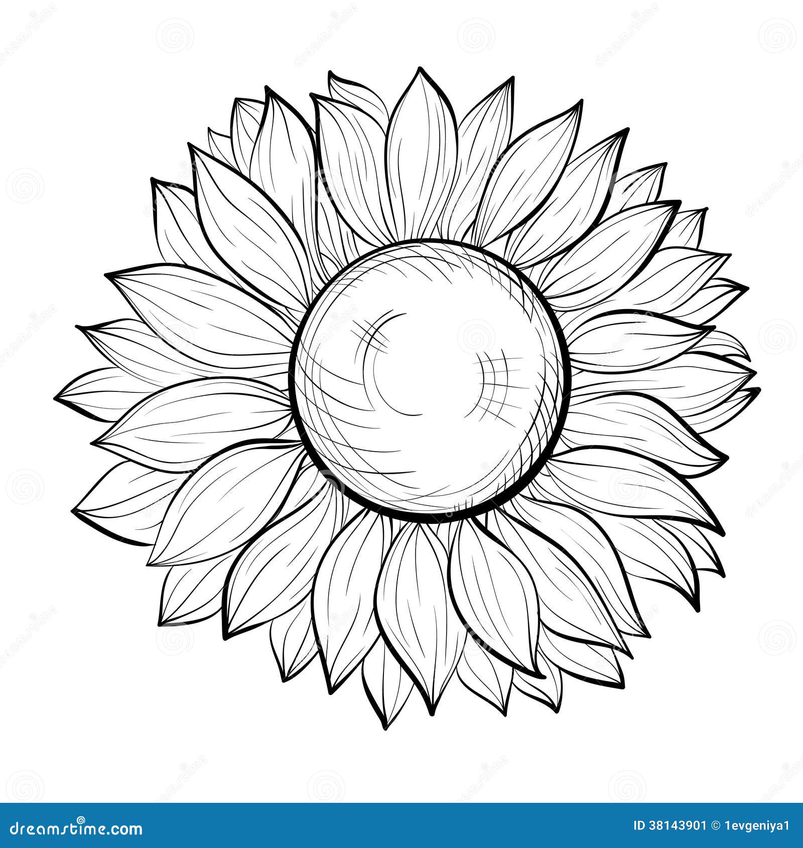 beautiful black and white sunflower  on white background