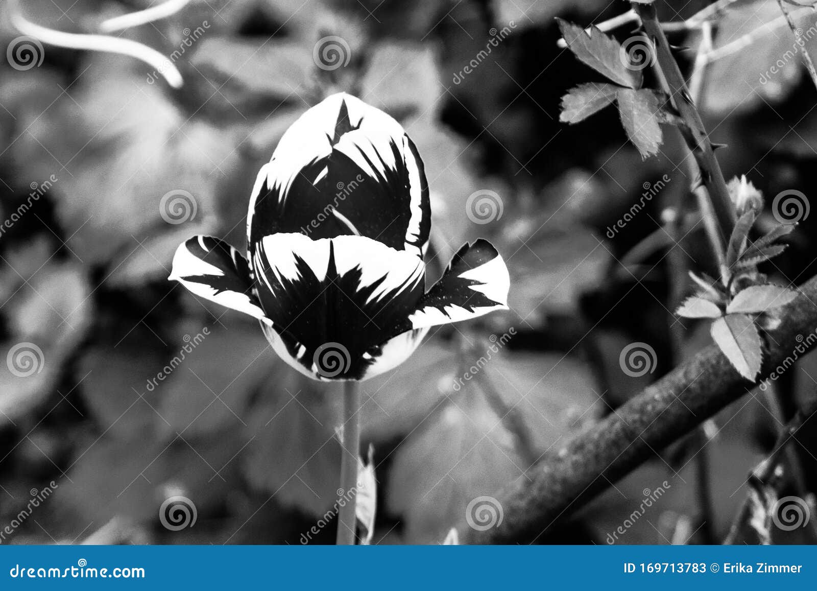 beautiful black and white tulips with blurred background