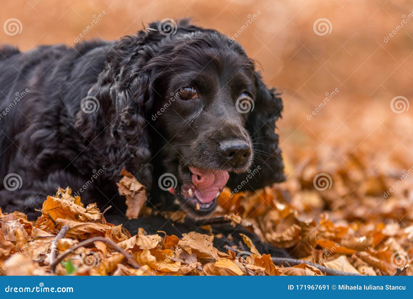 Beautiful Black Young Cocker Spaniel Playing in an Autumn Landscape ...