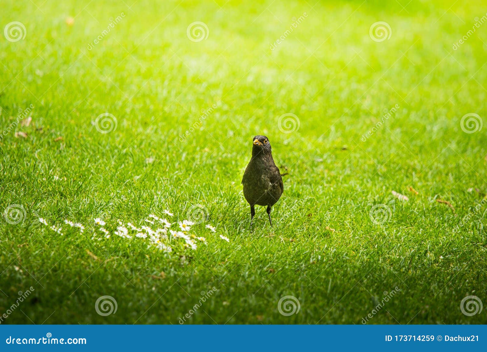 A Beautiful Blackbird in the Spring, Getting Ready for Nesting Season