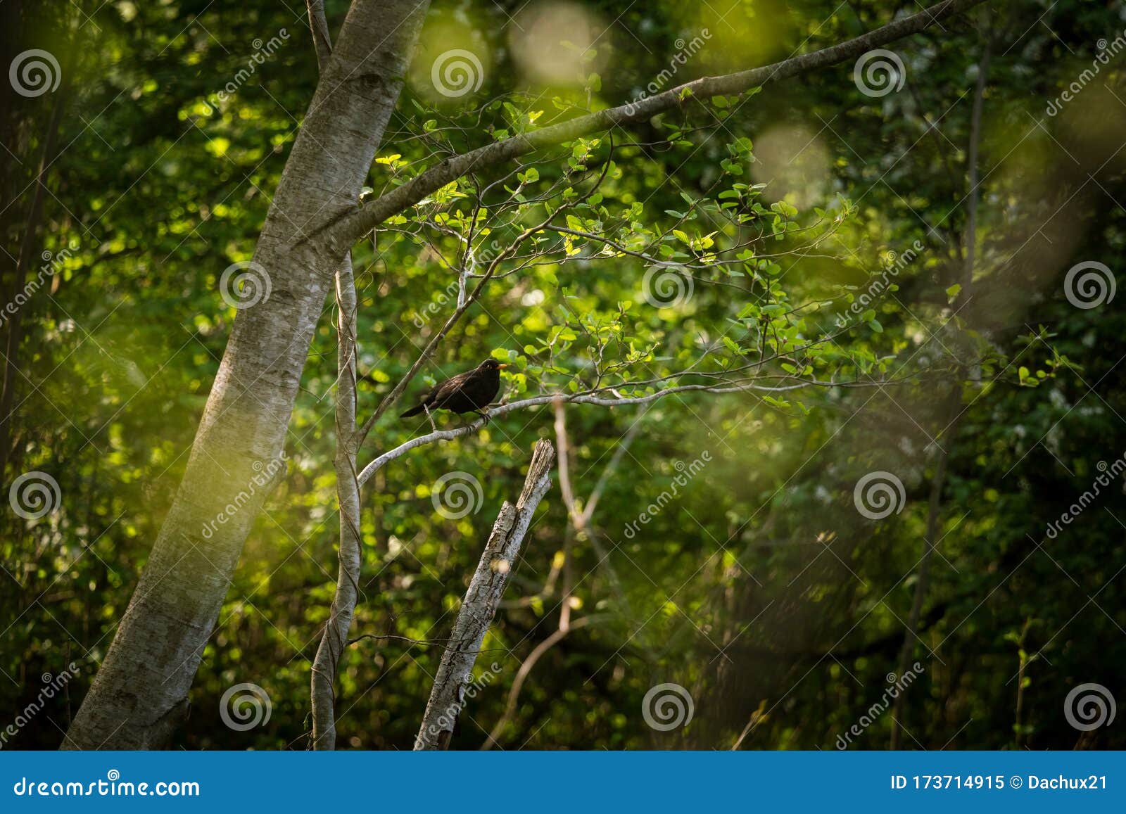 A Beautiful Blackbird in the Spring, Getting Ready for Nesting Season