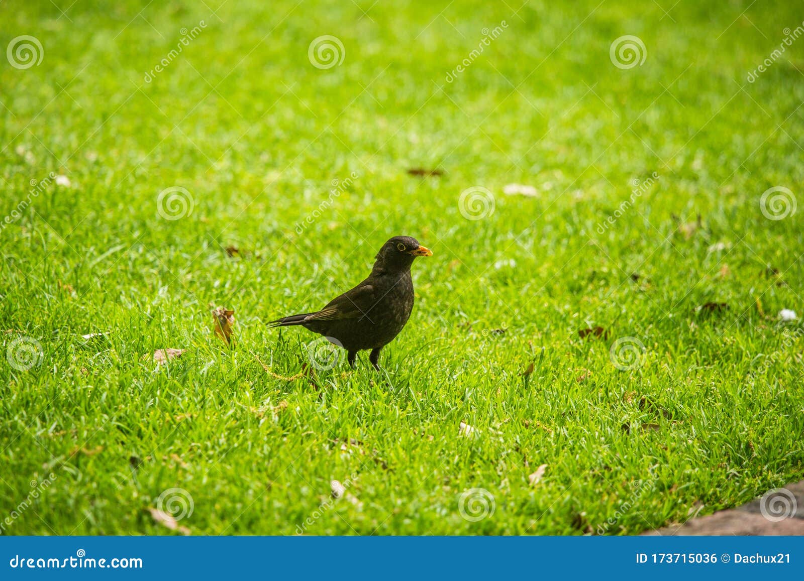 A Beautiful Blackbird in the Spring, Getting Ready for Nesting Season