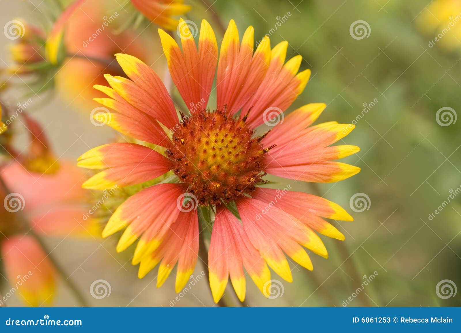 Blanket Flowers, Gaillardia Pulchella Lorenziana, Double Gazania