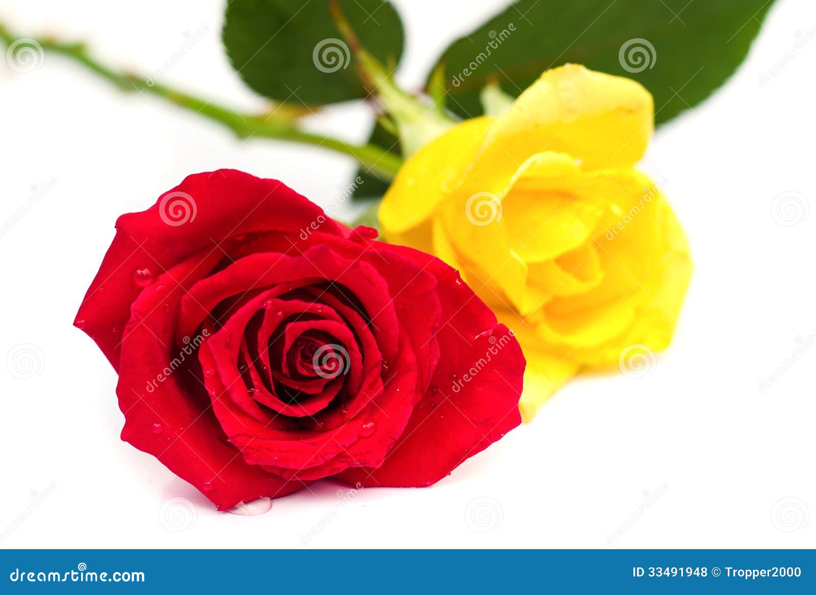 Beautiful Blomming Red and Yellow Rose. Stock Photo - Image of concept,  leaf: 33491948