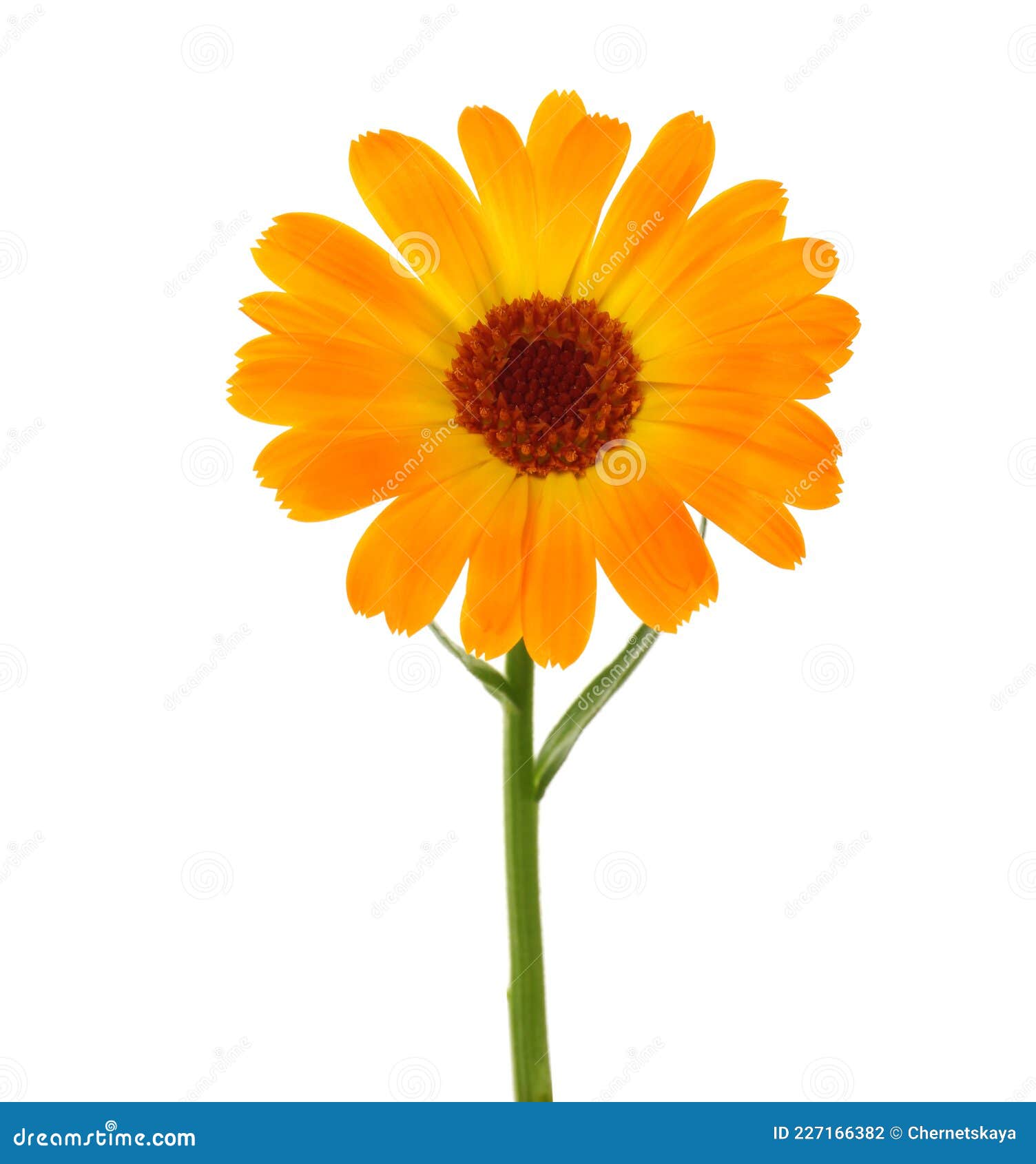 Beautiful Blooming Calendula Flower Isolated on White Stock Photo Image of flower, fresh