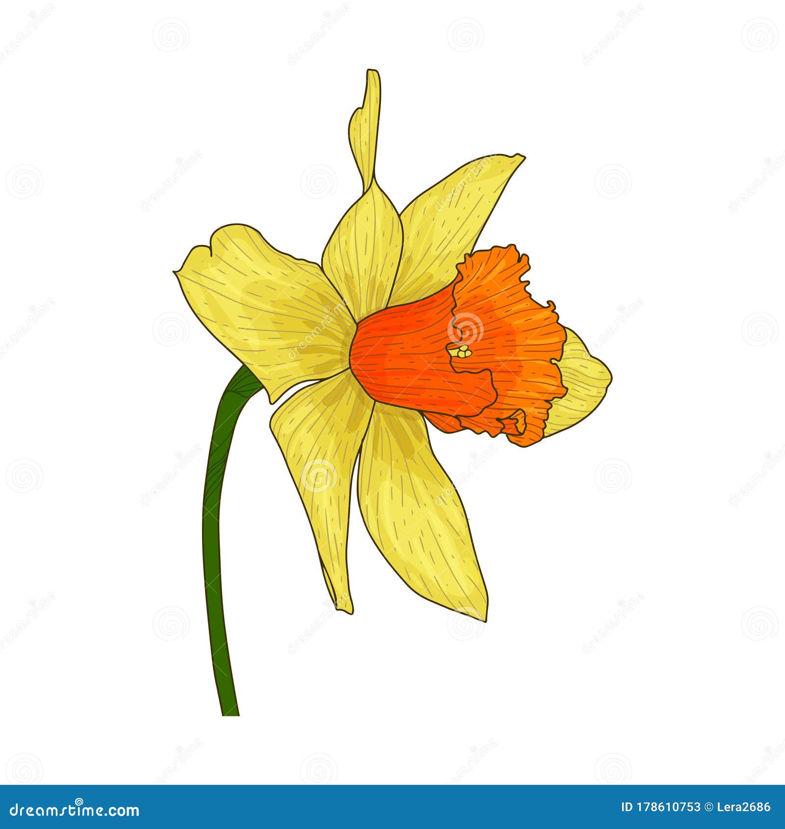 Beautiful Blooming Daffodil Flower. Yellow Petals with an Orange Core ...