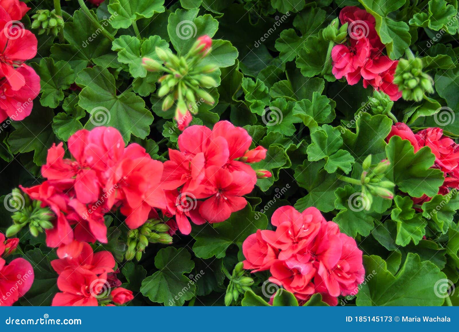 Beautiful Blooming Geranium.Great As a Background Stock Image Image of geranium, flower 185145173