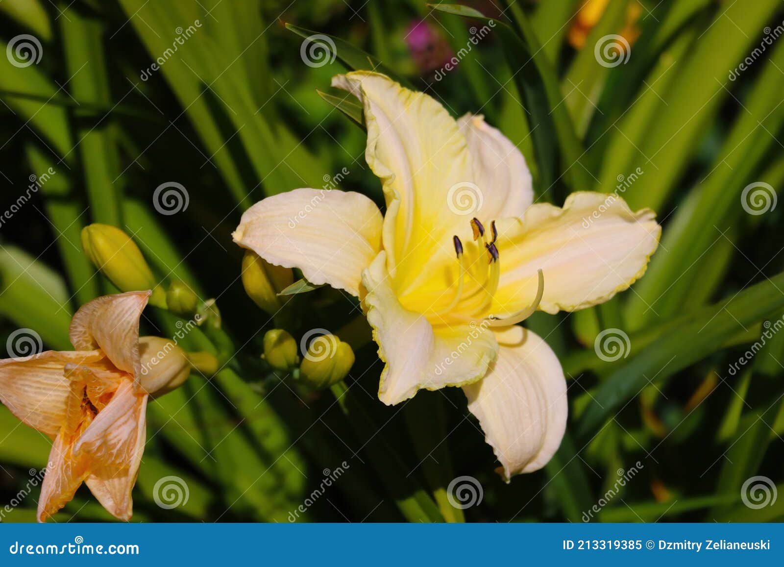 Beautiful Blooming Lily in the Garden or Park Stock Image Image of
