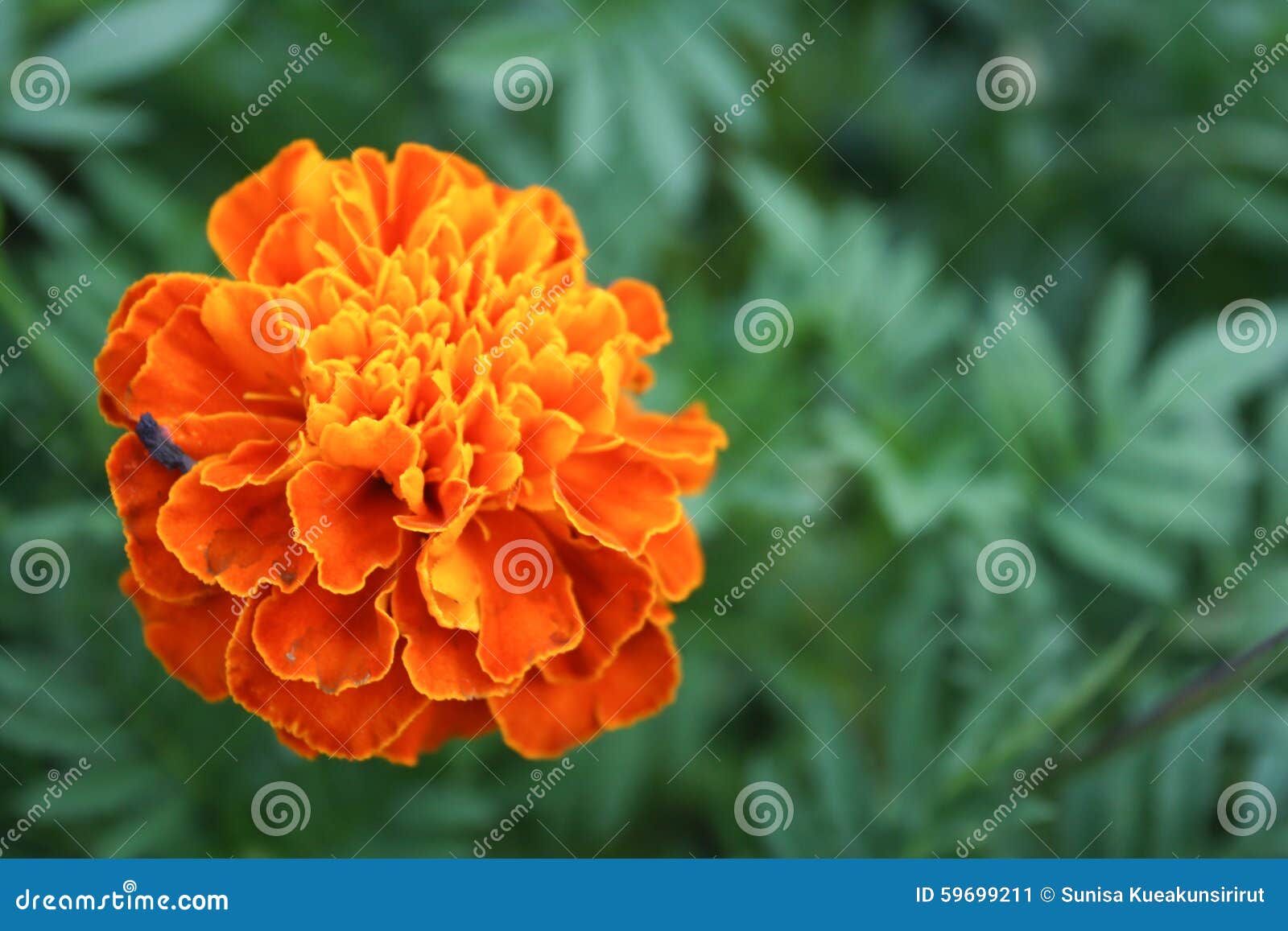 Beautiful Blooming Marigolds on Green Leaves Background Stock Image ...