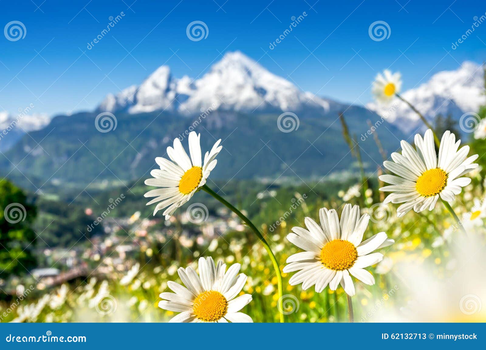 beautiful blooming mountain flowers in snowcapped alps in spring