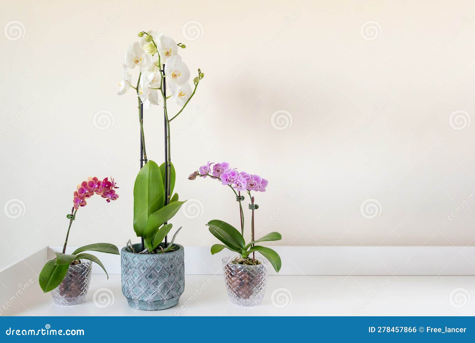 Beautiful Blooming Phalaenopsis Orchids in a Clear Pots on the Table