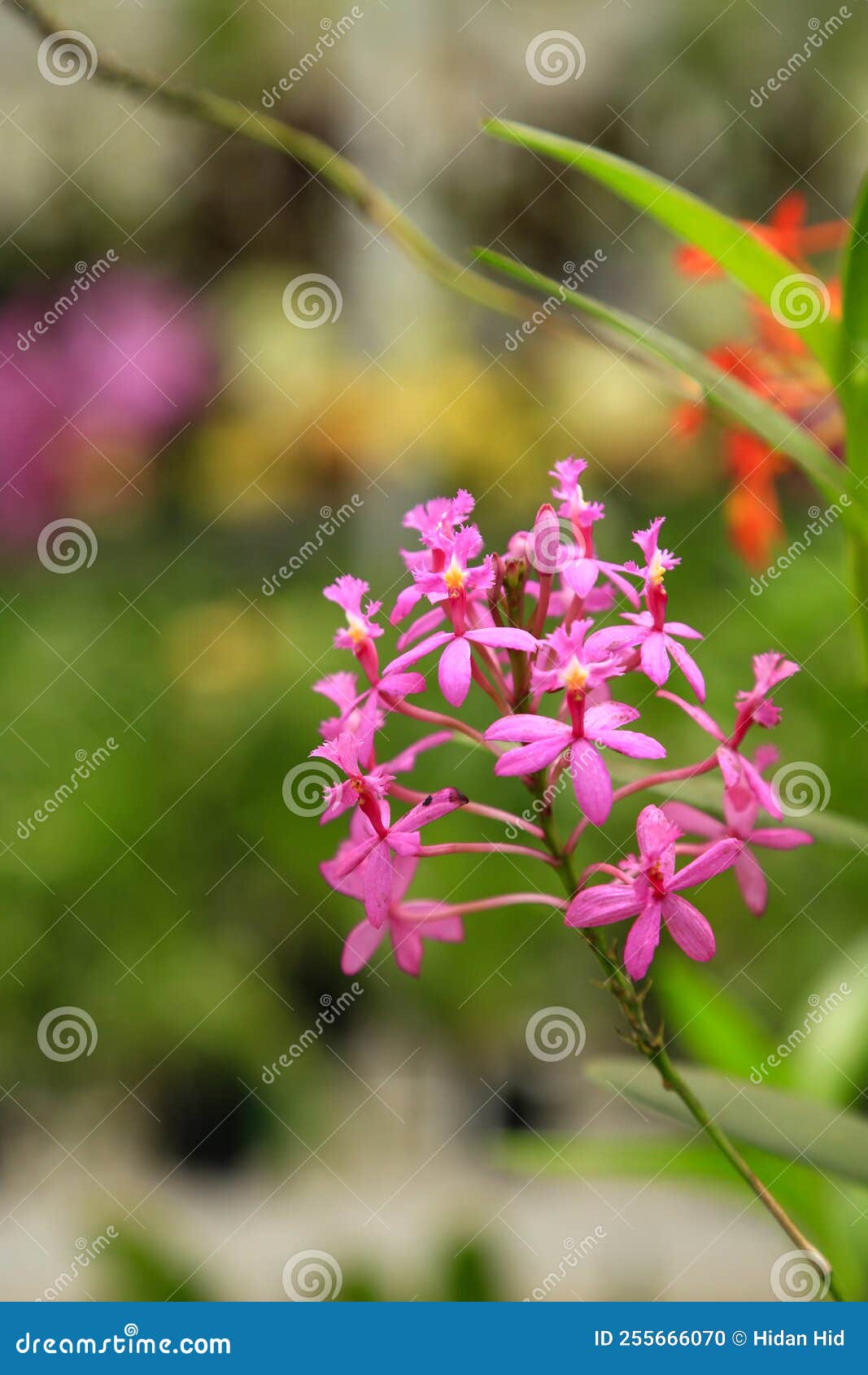 Epidendrum Ibaguense Stock Photos - Free & Royalty-Free Stock Photos from  Dreamstime