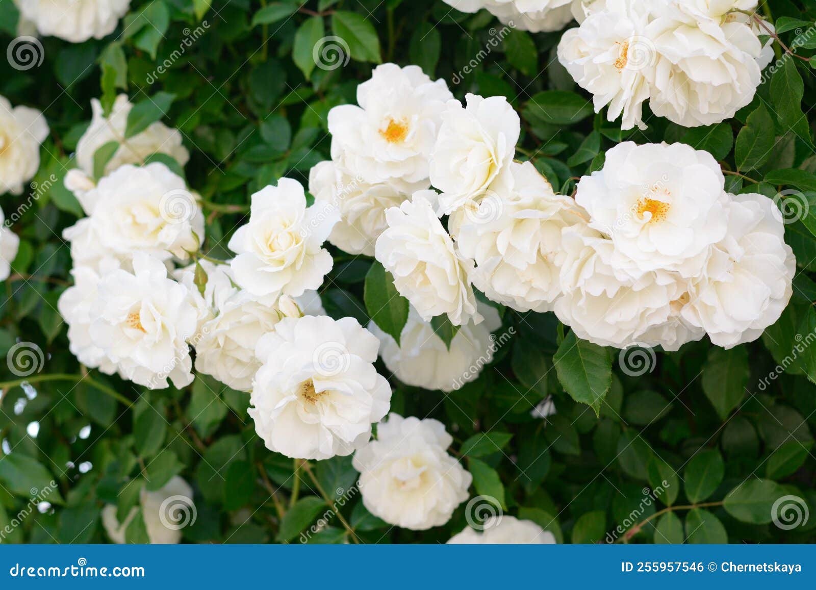 Beautiful Blooming Rose Bush with White Flowers Outdoors Stock Photo