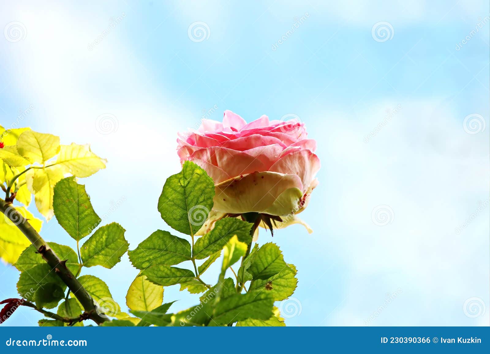 Beautiful Blooming Rose Flowers on Background of the Blue Sky and ...