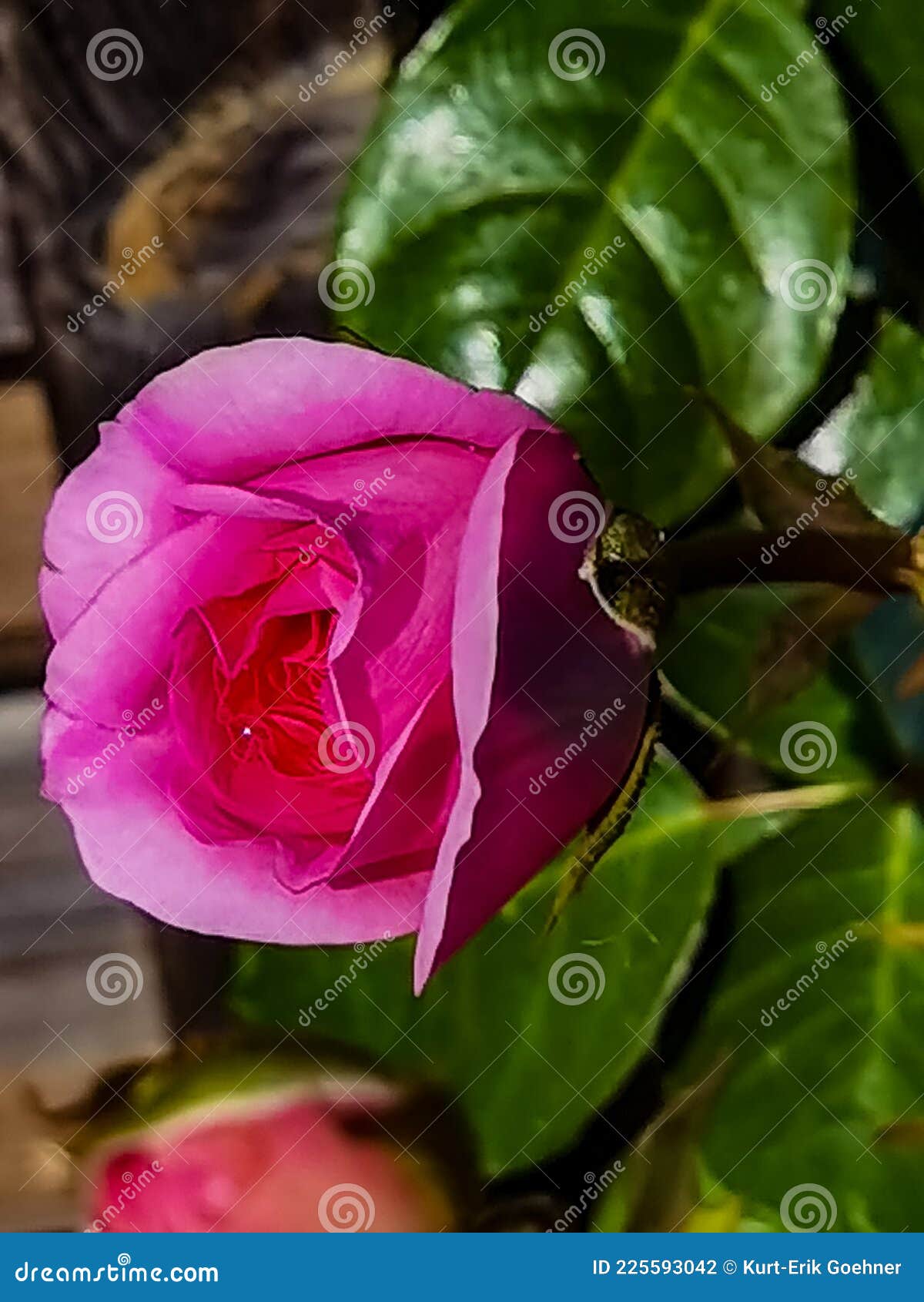 Beautiful blooming roses stock photo. Image of pink 225593042