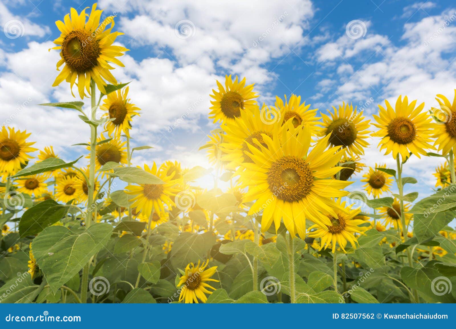 Beautiful Blooming Sunflower Field and Blue Sky Stock Photo Image of
