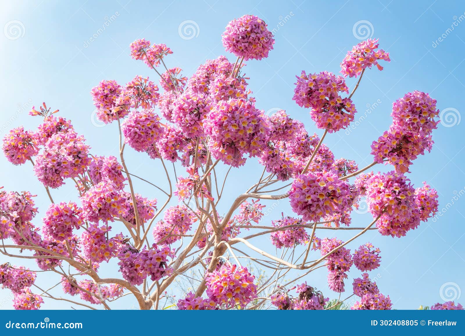 blooming tabebuia rosea or tabebuia chrysantha nichols under blue sky horizontal composition