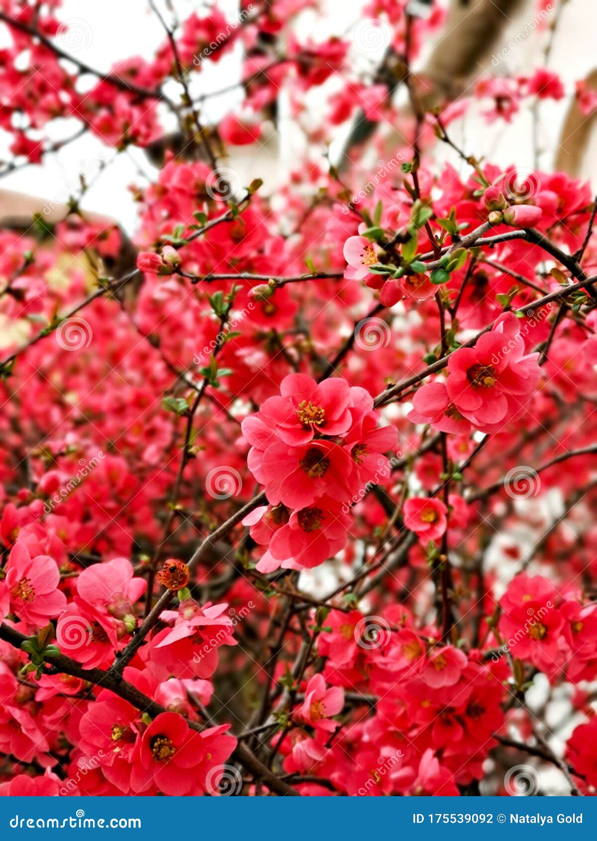 Beautiful Blooming Tree in Spring with Pink Flowers Stock Photo Image