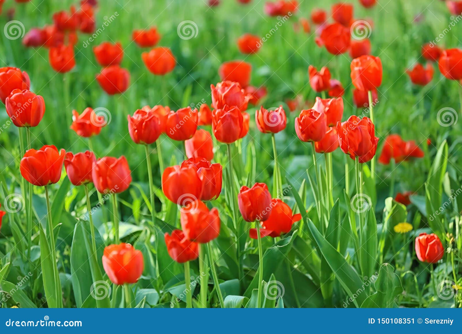 Beautiful Blooming Tulips Outdoors Stock Image Image of bloom, leaves