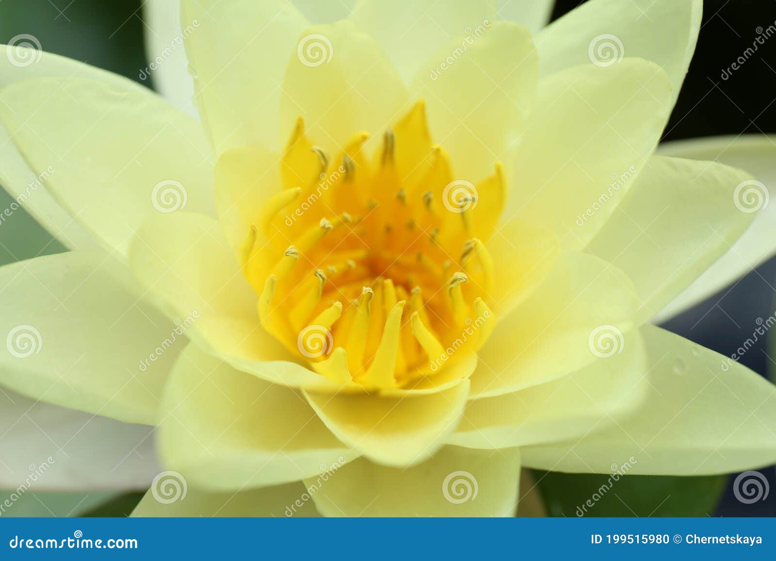 Beautiful Blooming White Lotus Flower, Closeup View Stock Photo Image
