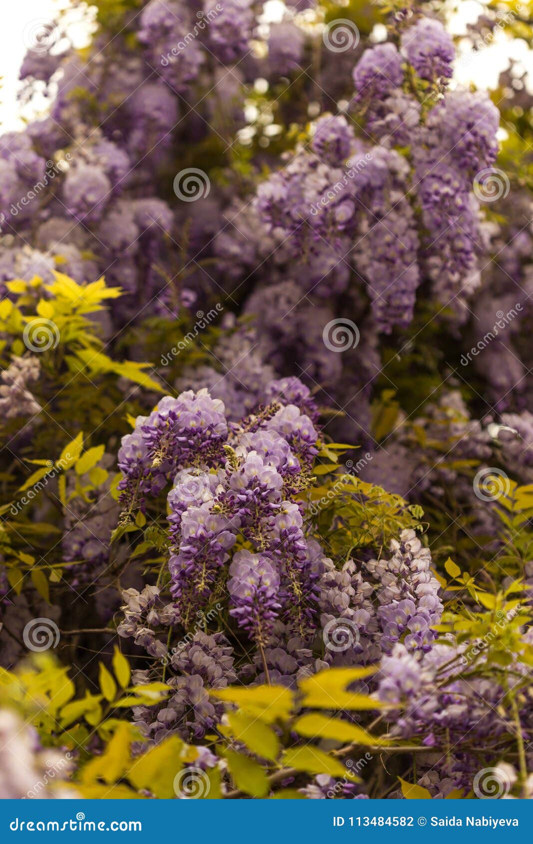 Beautiful Blooming Wisteria Stock Photo Image of composition, climber