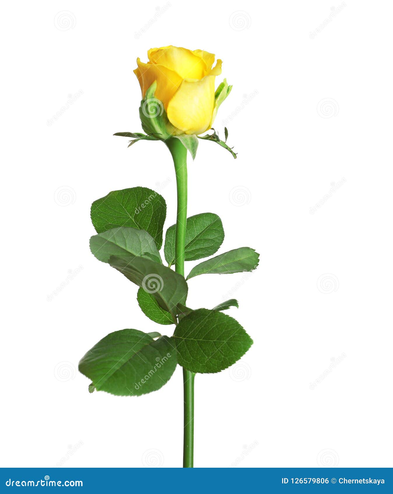 252,587 Yellow Rose Stock Photos - Free & Royalty-Free Stock Photos from  Dreamstime