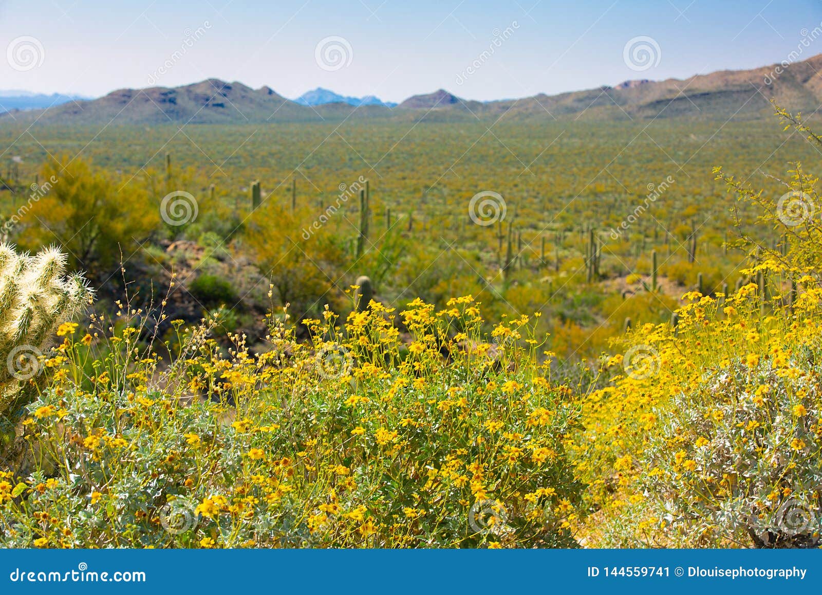 Arizona Saguaro National Park Wildflowers and Cactus Stock Image ...
